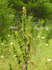 Dasistoma macrophylla