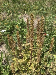 Pedicularis bracteosa