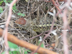 Sceloporus albiventris