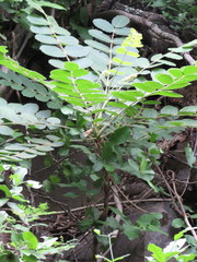 Comocladia macrophylla