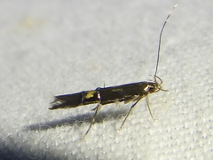 Cosmopterix nitens