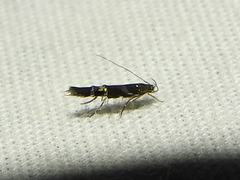 Cosmopterix nitens