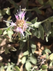 Monardella australis