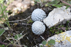 Mammillaria albiflora