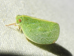 Acanalonia servillei