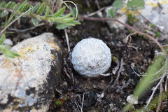 Mammillaria albiflora