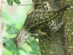 Sceloporus albiventris