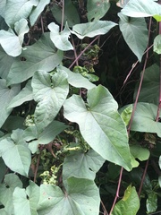 Calystegia silvatica ssp. disjuncta