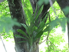 Catasetum pendulum