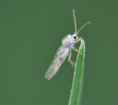 Gargaphia patricia