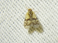 Bothriocera maculata