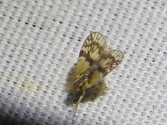 Bothriocera maculata
