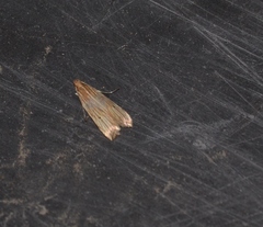 Eoreuma densellus
