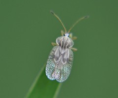 Gargaphia patricia
