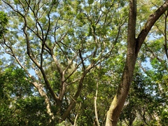 Enterolobium contortisiliquum