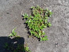 Portulaca oleracea