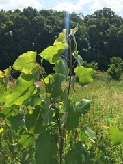 Populus deltoides deltoides
