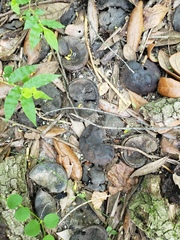 Enterolobium contortisiliquum