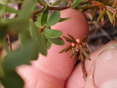 Micrantheum ericoides