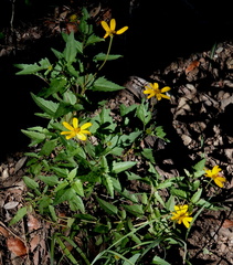 Heliopsis parvifolia