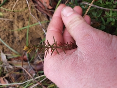 Micrantheum ericoides