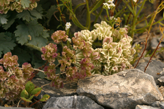Cymopterus gilmanii