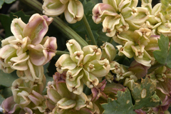 Cymopterus gilmanii