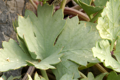 Cymopterus gilmanii