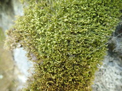 Douinia ovata