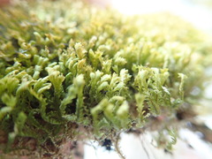 Douinia ovata