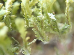 Douinia ovata