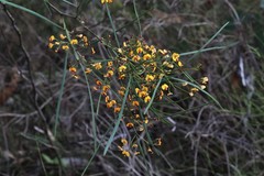 Daviesia wyattiana