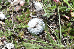 Mammillaria albiflora