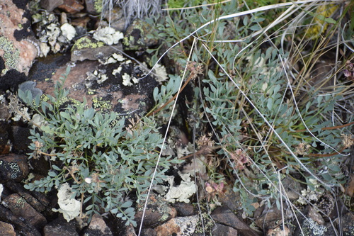 Image of Podistera yukonensis by (c) Syd Cannings, some rights reserved (CC BY)