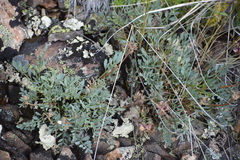 Podistera yukonensis