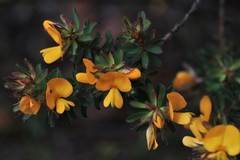 Pultenaea rostrata