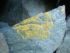 Polycauliona verruculifera