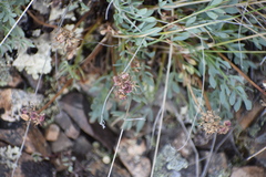 Podistera yukonensis