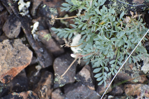 Image of Podistera yukonensis by (c) Syd Cannings, some rights reserved (CC BY)