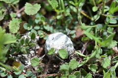Mammillaria albiflora