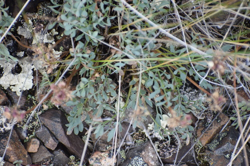 Image of Podistera yukonensis by (c) Syd Cannings, some rights reserved (CC BY)