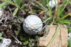 Mammillaria albiflora