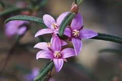 Boronia hapalophylla