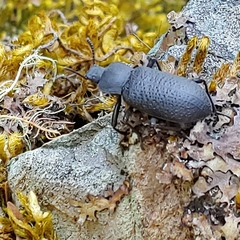 Iphthiminus serratus