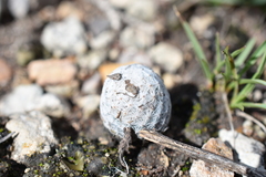 Mammillaria albiflora