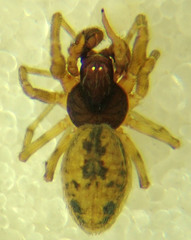 Dictyna calcarata