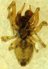 Dictyna calcarata