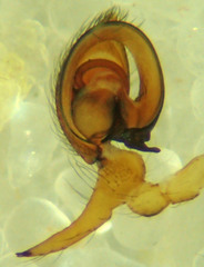 Dictyna calcarata