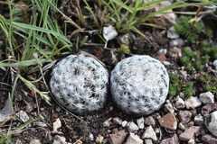 Mammillaria albiflora