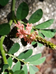 Indigofera spicata image